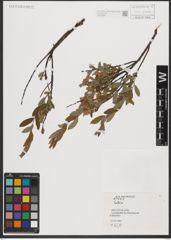 Foto von Salix L.